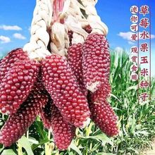 草莓玉米种子水果菠萝玉米种子小玉米迷你超小袖珍文玩玉米种子籽