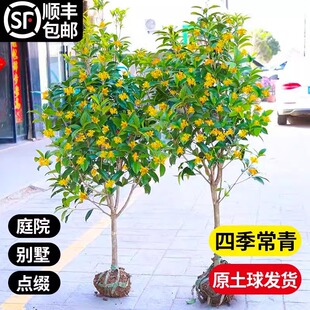 ���͹𻨘���ԭ����𵤹�ͥԺ�e�����ԝ�����ֲ���ͺ��ļ���G��