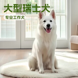 ��ʿ����Ȯ�����o�lȮ����Ȯ�Ѿ�Ȯ܊��Ȯ����Ȯ���ﹷ���w��HȮ