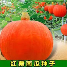 丰产红栗南瓜种子红板栗南瓜种籽红蜜甜蜜南瓜春秋季甜糯红皮南瓜