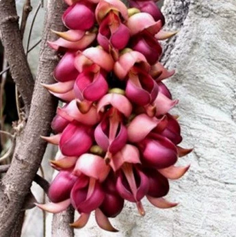 Вечнозеленые саженцы цветов конопли/саженцы цветов воробья/золотисто-желтые цветочные саженцы конопли/саженцы глицинии, вьющиеся виноградные лозы, вьющиеся виноградные растения