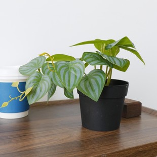 Cross-Border Simulated Green Plant Potted Soft Rubber Fake Leaves Home Living Room Decoration Turtle Leaf Ornaments Fake Green Plants