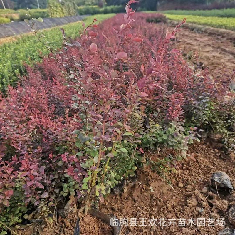 Мяо двор озеленение инженерных кустарник красный лист Барбариса цвет леса различных спецификаций инженерные красный лист Барбариса