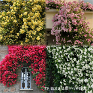 ���羳��؛���Sľ��N�Ӽtľ��N��ͥԺ�̨�ļ�����ֲ�ﻨ�ܷN��