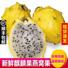 歌慕 麒麟果黄色火龙果燕窝果6个装新鲜水果包邮当季水果整箱