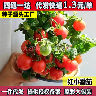 �������Լt���ѷN���S���ѷNС���t��ˮ���߲˷N���ļ����r���̨