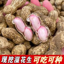 2025当季鲜花生现挖农家自种湿花生带壳粉皮新鲜花生批发