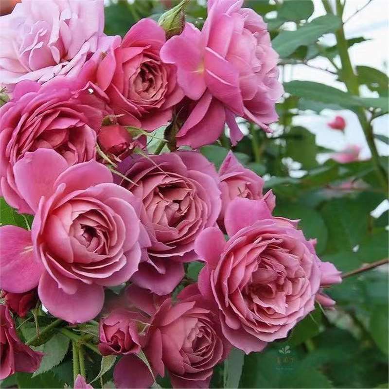 四季咲きのバラの花苗、特大の花つる苗、屋内外のバルコニー鉢植えバラ|undefined