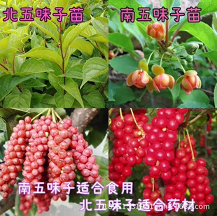 ��ζ�ӷN���ϱ���ζ������ζ�Ә�����ɻ� �ٱ�ֲ�� ϡ�й������