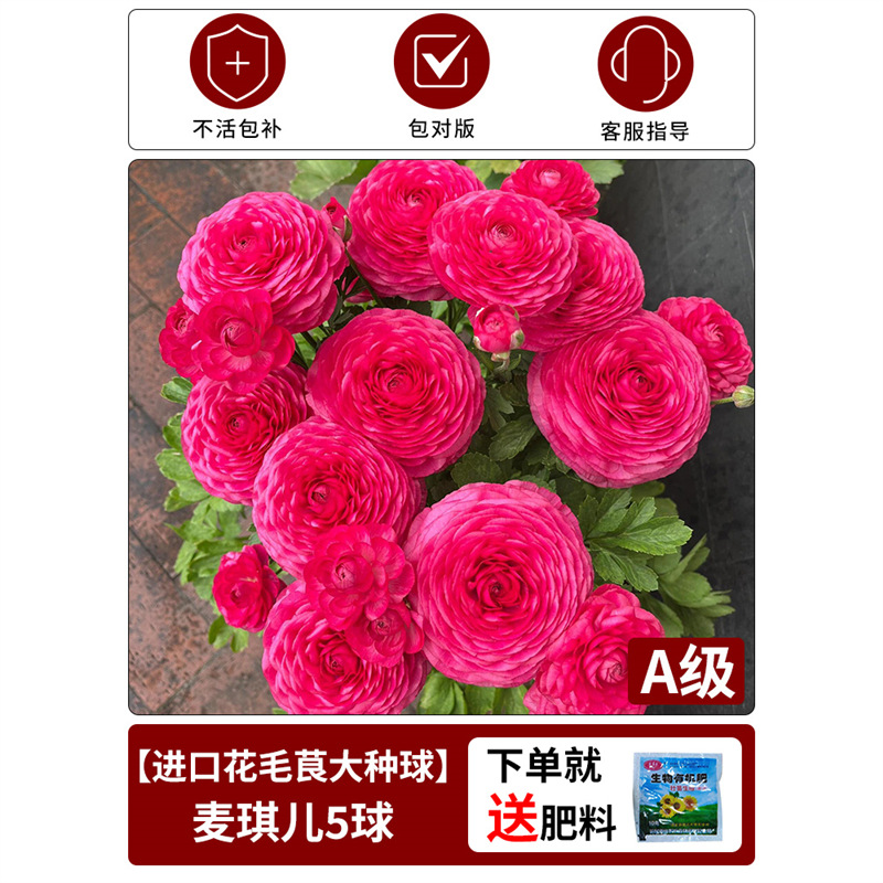 【anemone bulb】magical 1 bulb