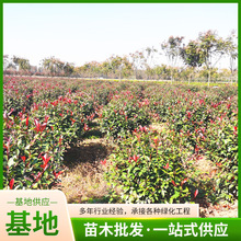 ľľߗUеر辰ɰؾGhɫK