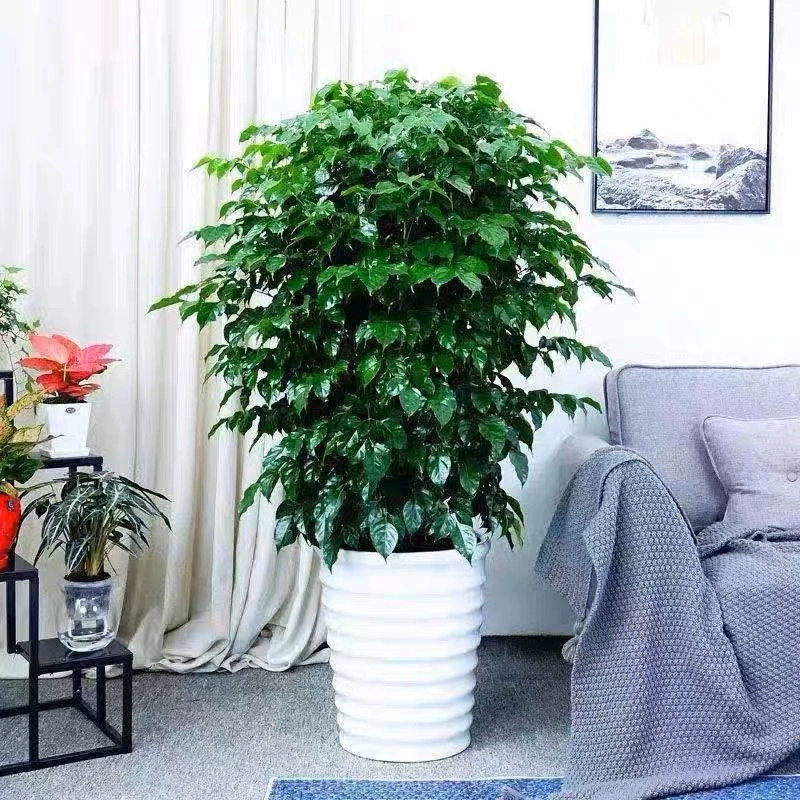 Дерево счастья в горшке Зеленое растение Крытый Большой Зеленый завод в горшке Безопасное дерево Хорошо поднять Four Seasons Вечнозеленое Дерево Счастья оптом