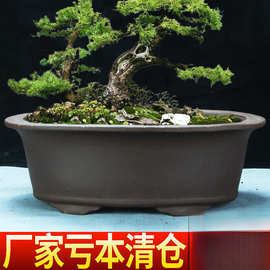 紫砂花盆花卉椭圆盆景盆树桩文竹多肉长方特大造景陶瓷盆
