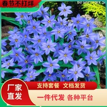 一件代发葱兰花苗风雨兰韭菜兰葱莲石蒜庭院绿化花卉工程苗室内外