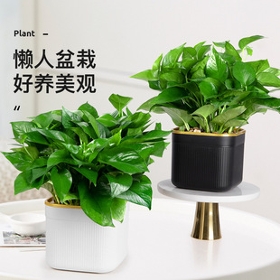 �G�}�����k���҃�����ֲ�ﻨ�ܾGֲˮ����~�G�j�·�����������ȩ