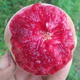 乔木;种子;园林果树