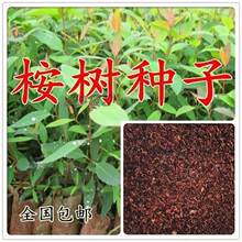 �������N�� �����С�V��9̖��N�� �{������� ��ľ�N���·N