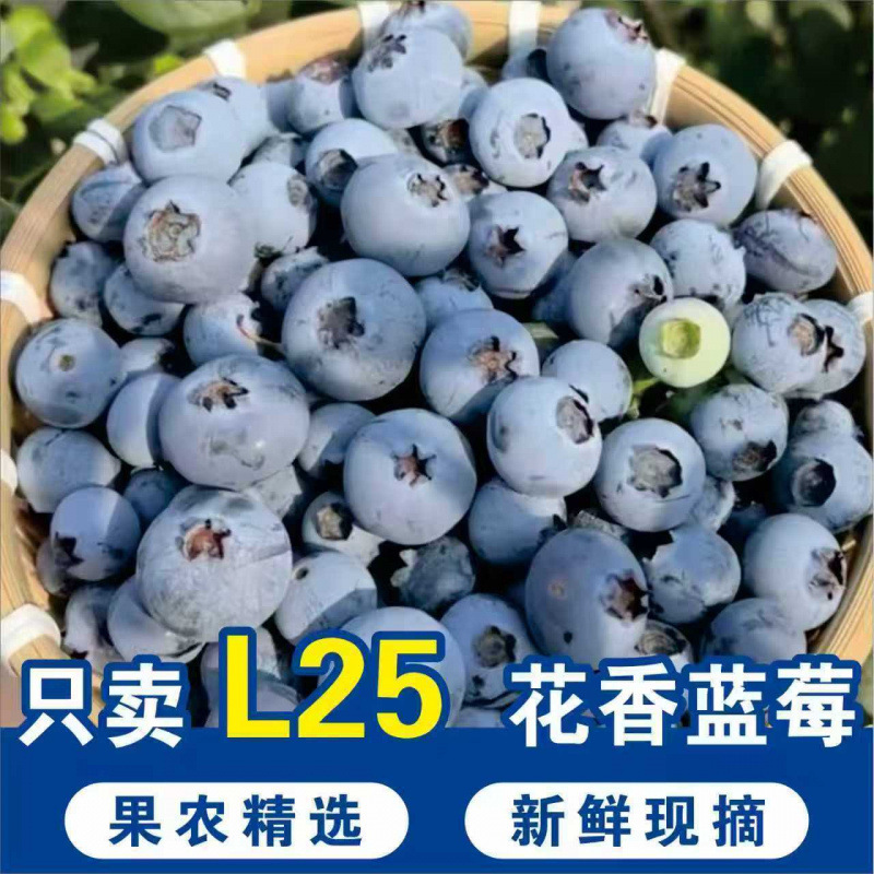 Boxed Yunnan Floral-Scented Blueberries Fresh Fruit Seasonal High Mountain Fruit Boxed Yunnan Floral-Scented Blueberries Fresh Fruit Seasonal High Mountain Fruit