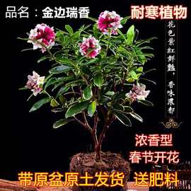 金边瑞香大苗盆栽浓香耐寒花卉室内外观花植物开花大小苗包邮