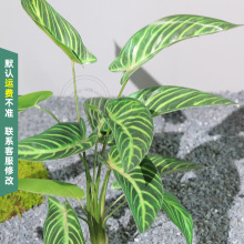 �������G�~12�^�߼y�����~ֲ����~���쾰�~�ķ���Gֲ��