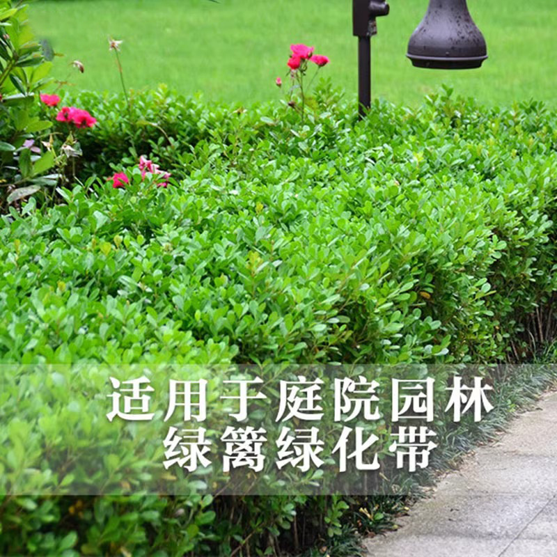 冬青树苗四季绿化苗木花木基地小叶黄杨庭院围墙篱笆苗灌木黄杨球