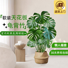 客厅大型盆栽室内老桩观叶植物老桩提根落地净化空气吸甲醛