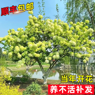 Chinese Hydrangea Saplings, House Courtyard Plants, Large Flower Balls, White Hemp Balls, Qiong Miao Outdoor Cold-Resistant Ground Flowers