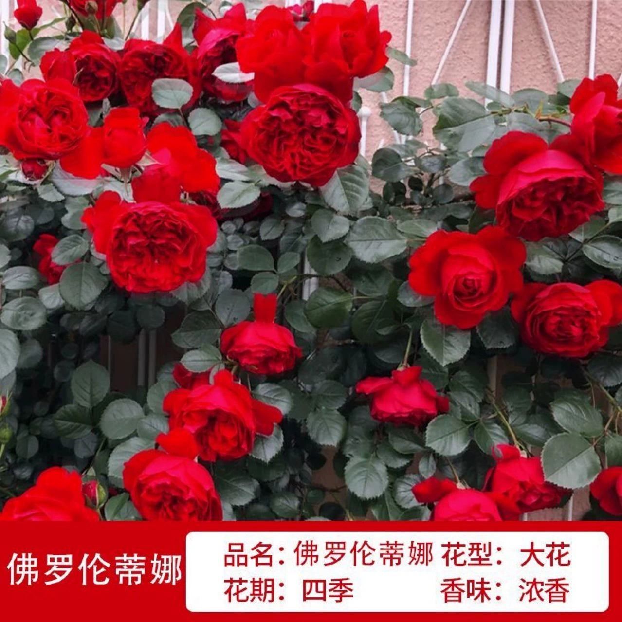 Розовые саженцы, вьющиеся розы, очень большие вьющиеся растения для двора, цветочные горшки, балконные розы, вьющиеся стены, цветущие в любое время года.