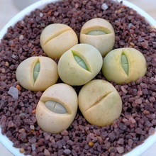 石头花盆栽 石头花盆栽品牌 图片 价格 石头花盆栽批发 阿里巴巴 石头花盆栽 石头花盆栽品牌 图片 价格 石头花盆栽批发 阿里巴巴