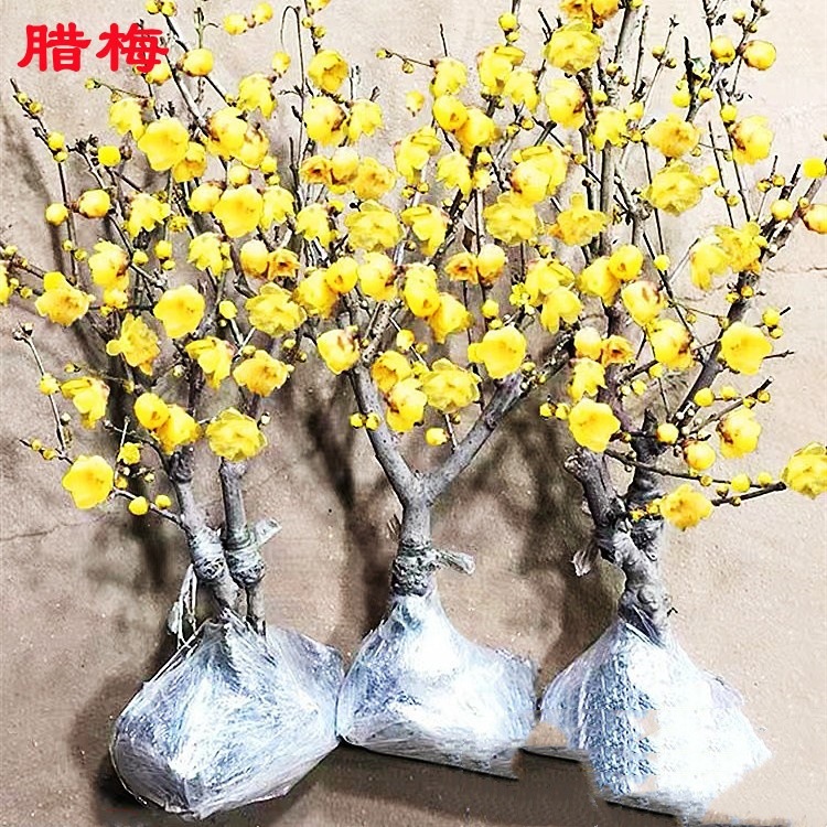 腊梅花树苗盆栽素心腊梅红梅老桩花盆景绿梅耐寒原生梅花花卉阳台