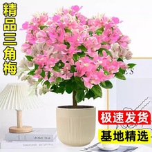 ����÷�������������҃��ļ��_����ͥԺ�����ذ껨�������Bֲ��