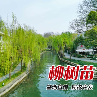 ������������S��������ֱ�����繫�@�G���е����L�����������ľ