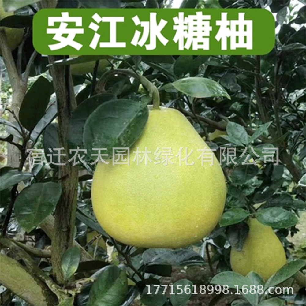 安江柚子树红心红肉蜜柚嫁接三红蜜柚果树果苗南北方种植当年结果