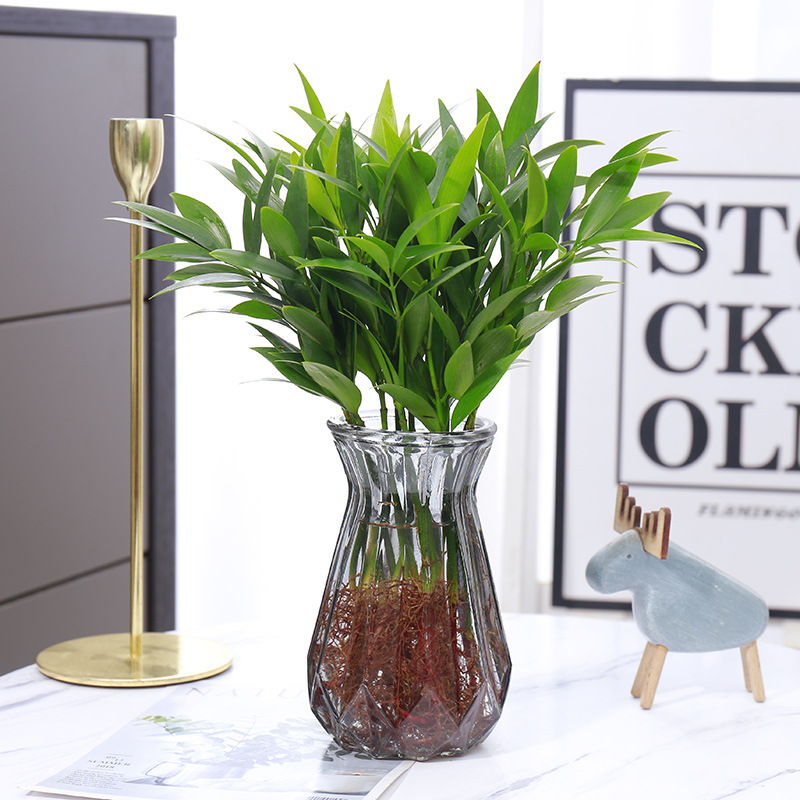 대나무와 편백나무 10그루 + [회색 다이아몬드병 + 영양액]