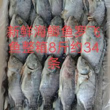 新鲜冷冻罗非鱼海鲫鱼三去罗飞鱼整箱8斤22/38条盒饭快餐食堂专用
