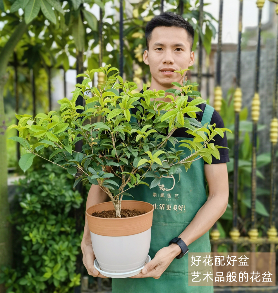 四季桂花树苗盆栽庭院室外阳台绿植花卉浓香型月月桂盆景花开不断