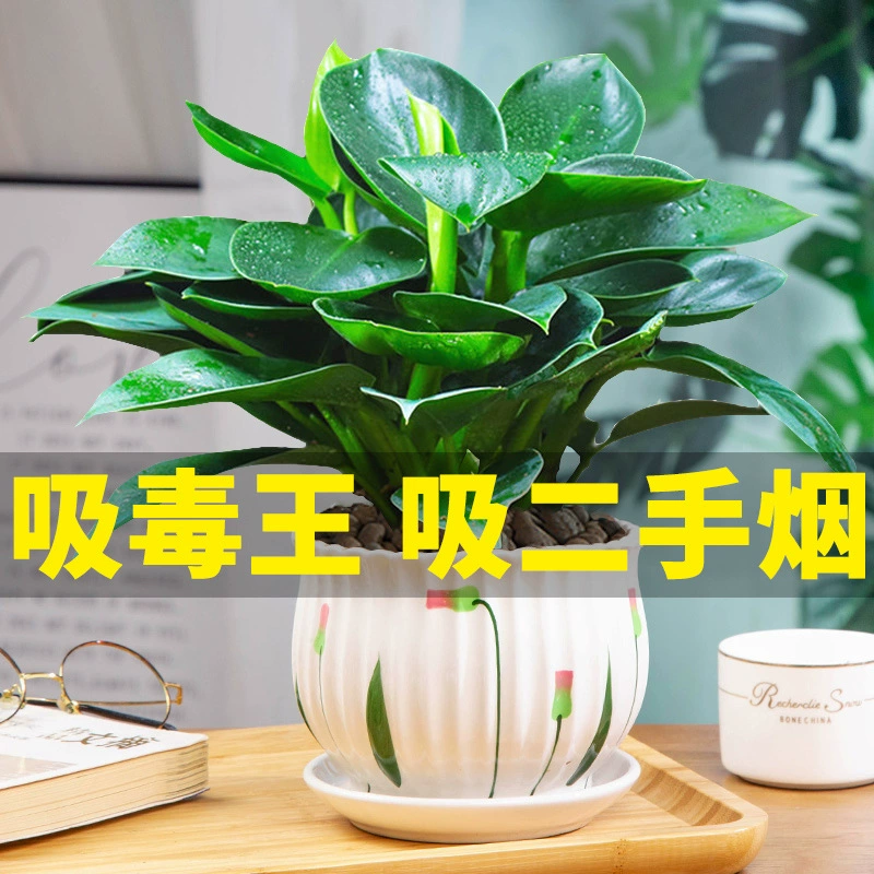 Золотая Бриллиантовая горшечная Зеленая принцесса Гидропонное зеленое растение, поглощающее формальдегид, комнатные мясистые четыре сезона, хорошие цветы