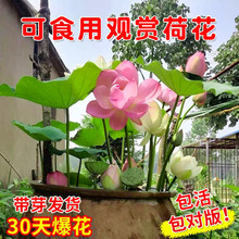 �ɻ�����ˮ�B�^�pɏ���N���ļ�ˮ��ֲ�����˯ɏ������ɏź��ź�N