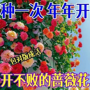 ��ɰ���������ֲ���͟��_�����m�҃��̨ͥԺ���������ļ��Gֲ
