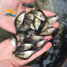 桂鱼价格 桂鱼价格品牌 图片 价格 桂鱼价格批发 阿里巴巴