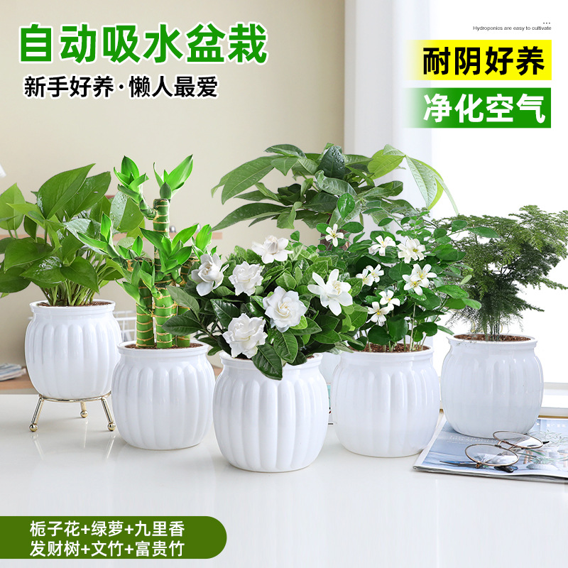 [6 화분 핫셀 조합] 치자나무 + 청무 + 구리향 + 돈나무 + 아스파라거스 + 행운죽