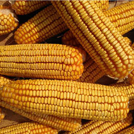 2024年干玉米粒苞米谷籽鸽子鸡鸭鹅饲料打窝鱼饵仓鼠50斤装包邮