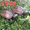 Tortoise egg