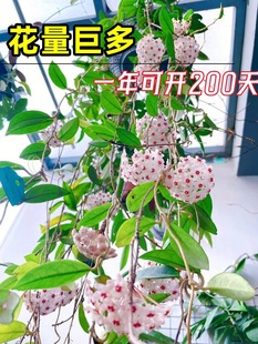 ���m�����Դ��紹����m�����ļ��_�����҃����پGֲ����m����
