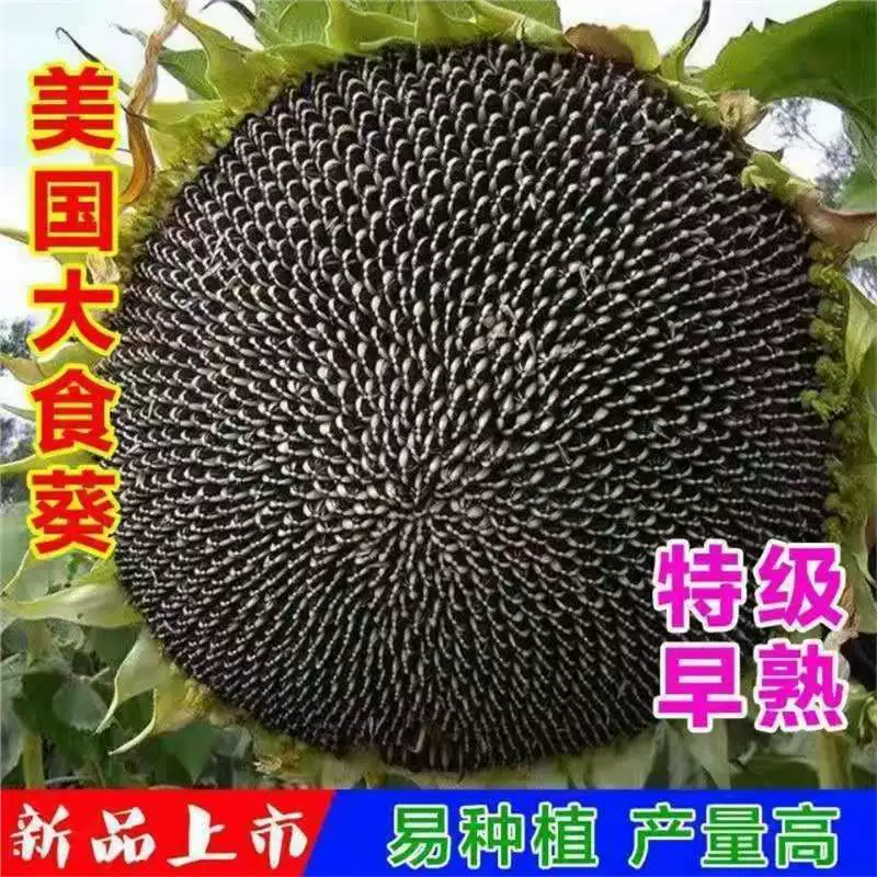 Семена подсолнечника с высоким урожаем