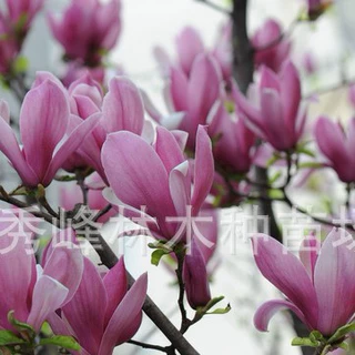 紫玉兰树 胸径5cm/8cm/10cm 7年移植苗 园林乔木批发