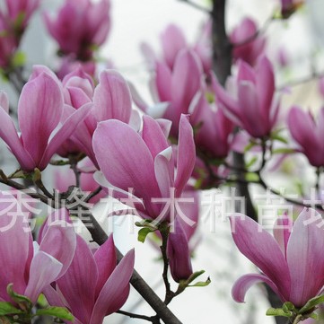 供应紫玉兰 紫玉兰供应商 5CM紫玉兰8公分 紫玉兰10公分紫玉兰树