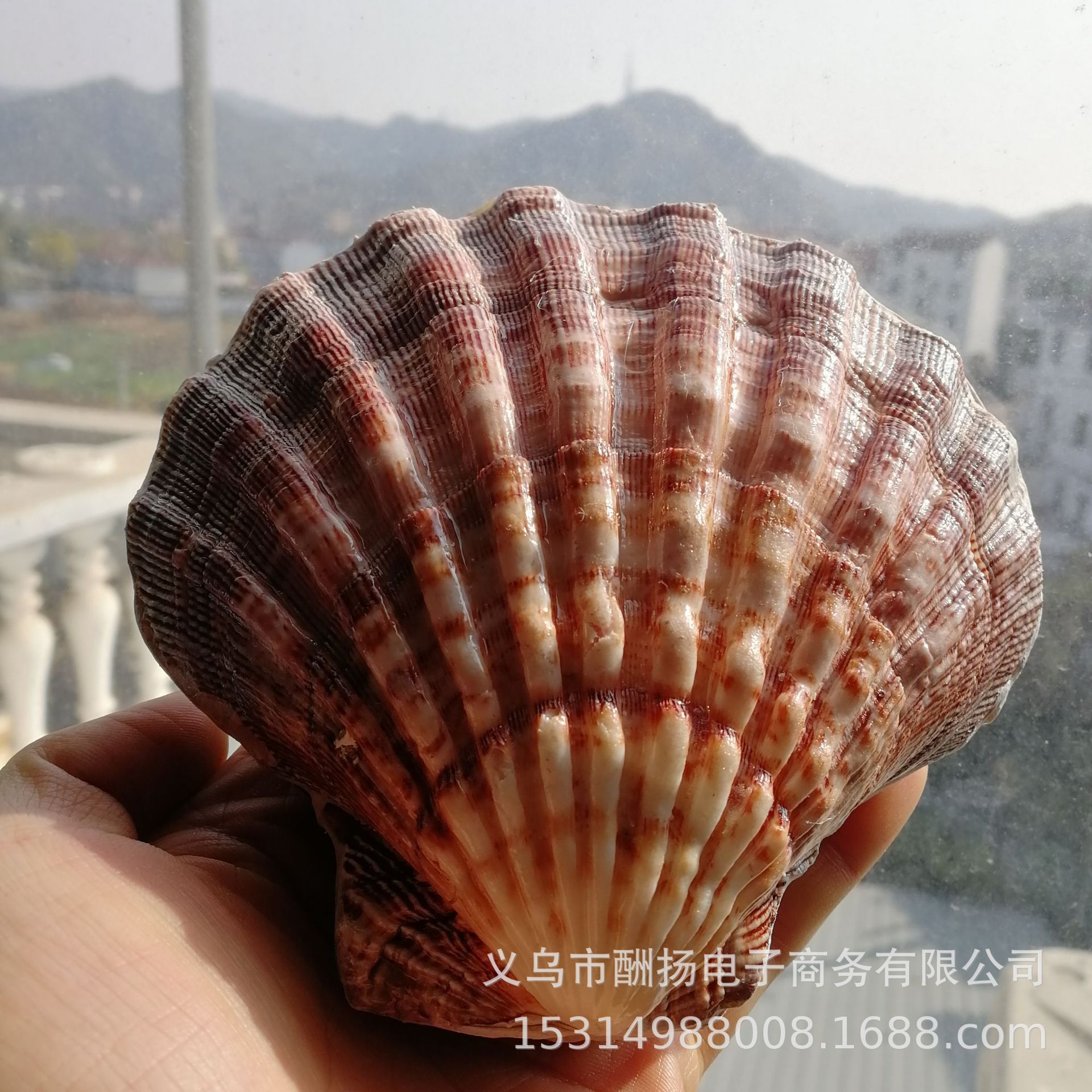 One large lion's claw clam, approximately 70-100g