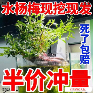 �G�~���쾰ԭ���Bˮ��ˮ��÷�҃ȾGֲˮ��ֲ��ֲ������Ϙ�ˮꑸ�