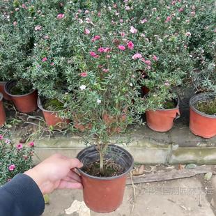 紅梅盆栽圖片- 海量高清紅梅盆栽圖片大全- 阿里巴巴